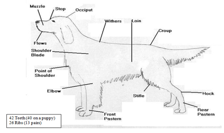 points of the dog – Winning Paws